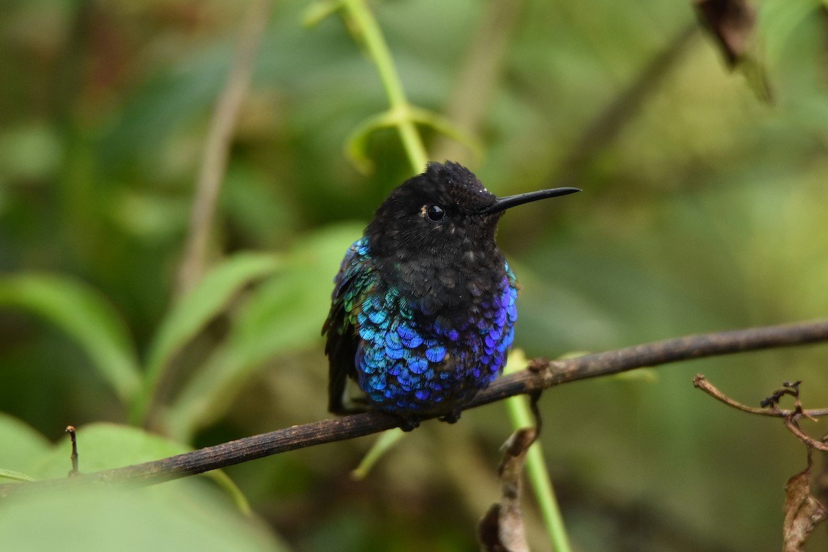 kolibřík hyacintový - ML79422441