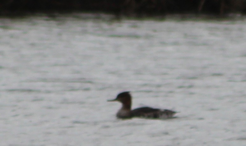 Red-breasted Merganser - Mitch Foret