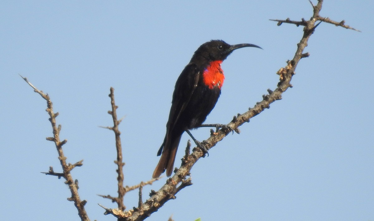 Scarlet-chested Sunbird - bob butler