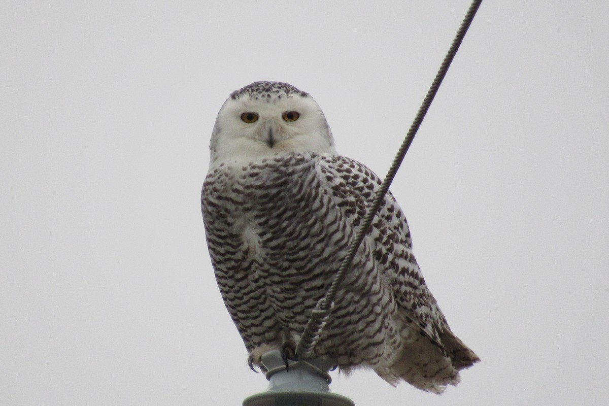 Snowy Owl - ML79425931
