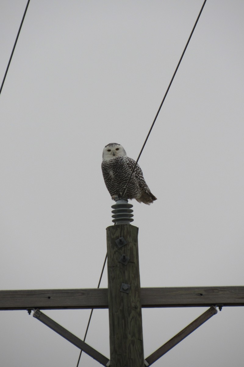 Snowy Owl - ML79425961