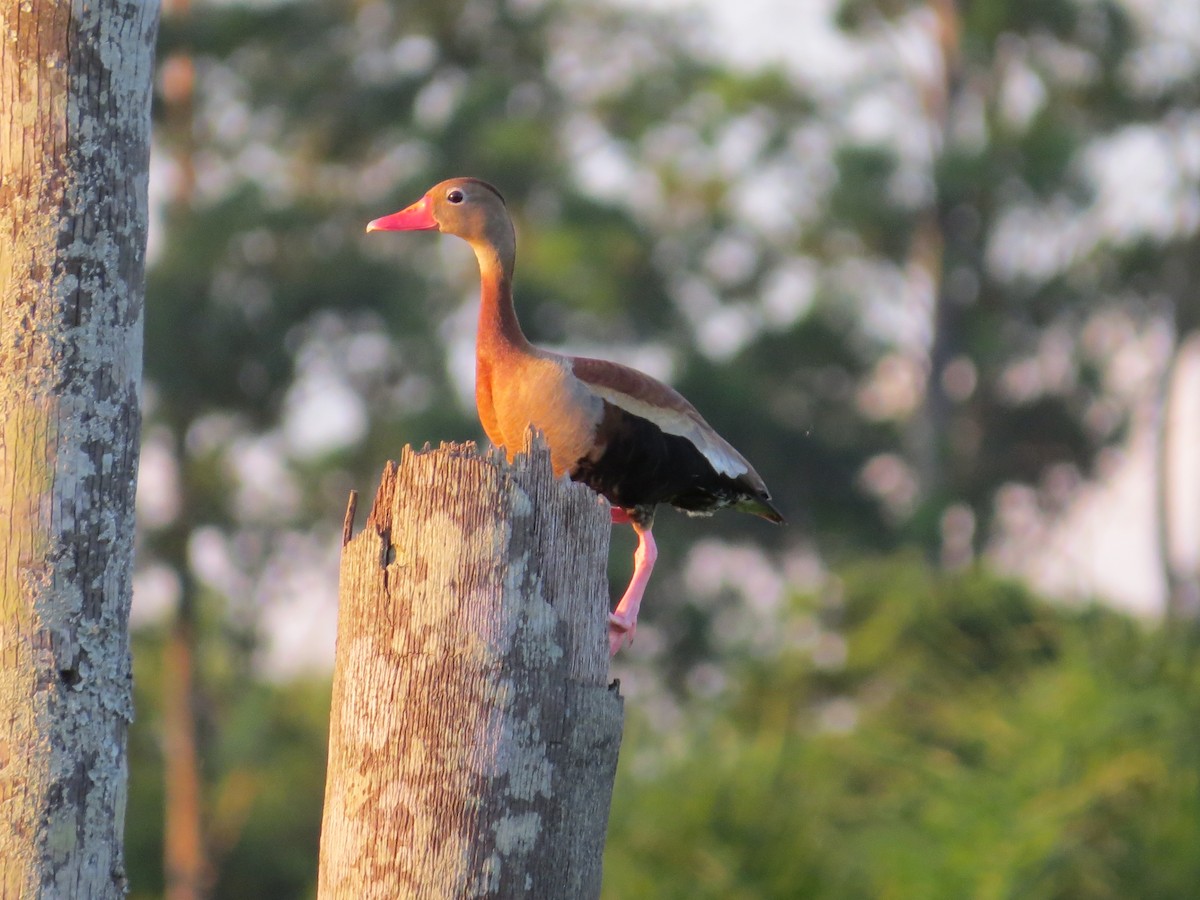 Black-bellied Whistling-Duck - Cleberton Bianchini