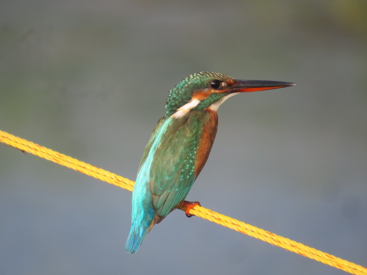 Common Kingfisher - Renju TR