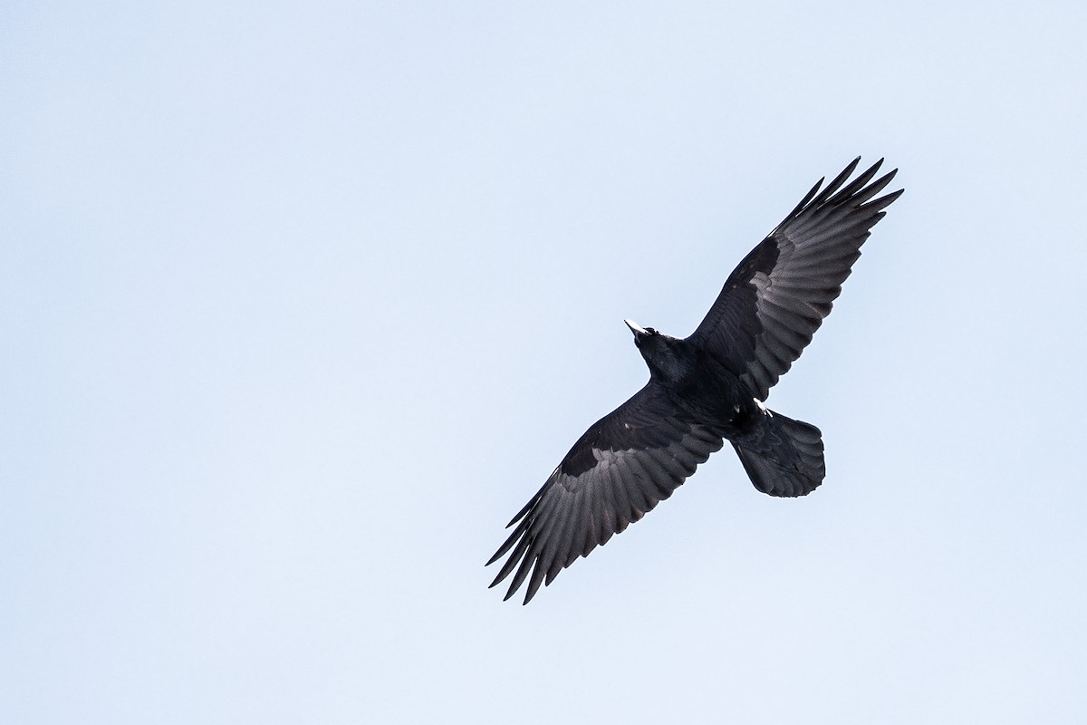 Common Raven - ML79432411