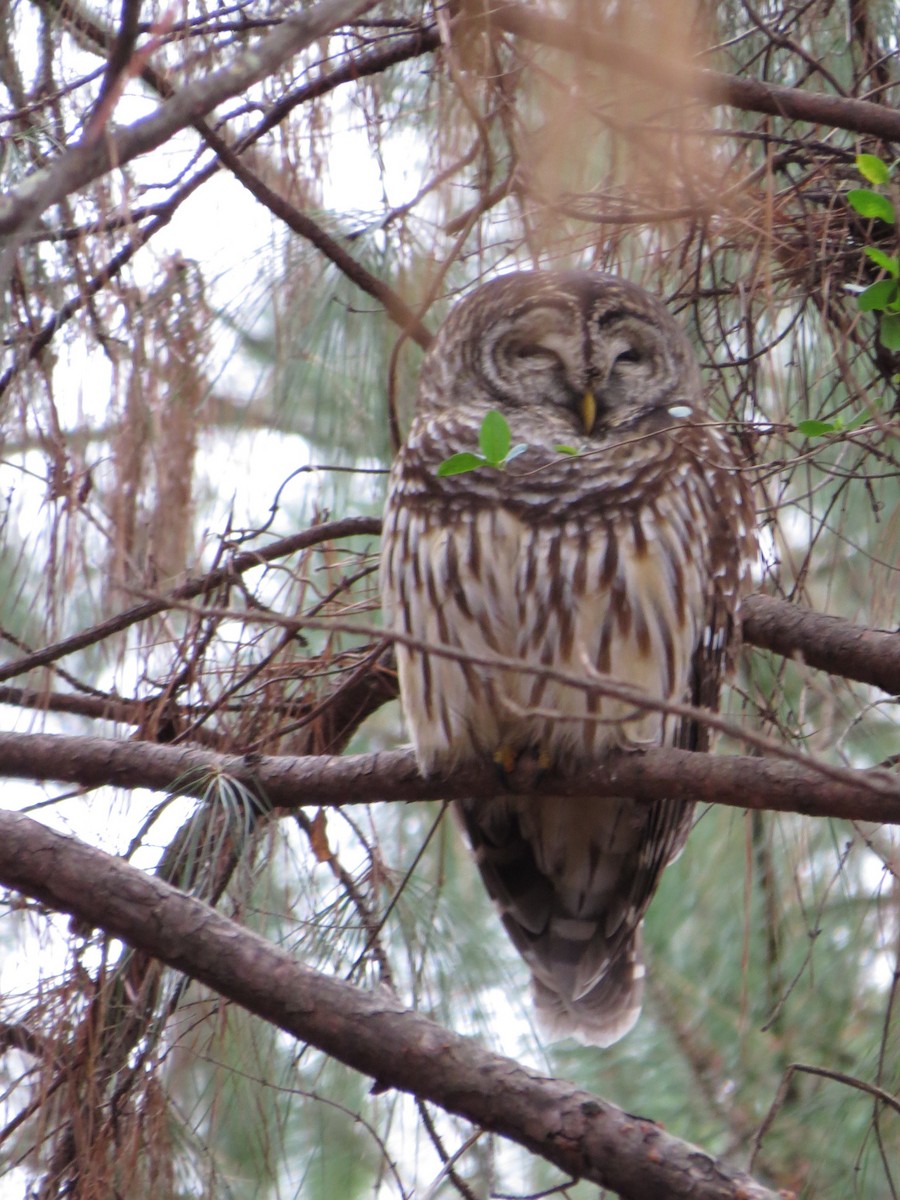 Barred Owl - Dotty Morrison