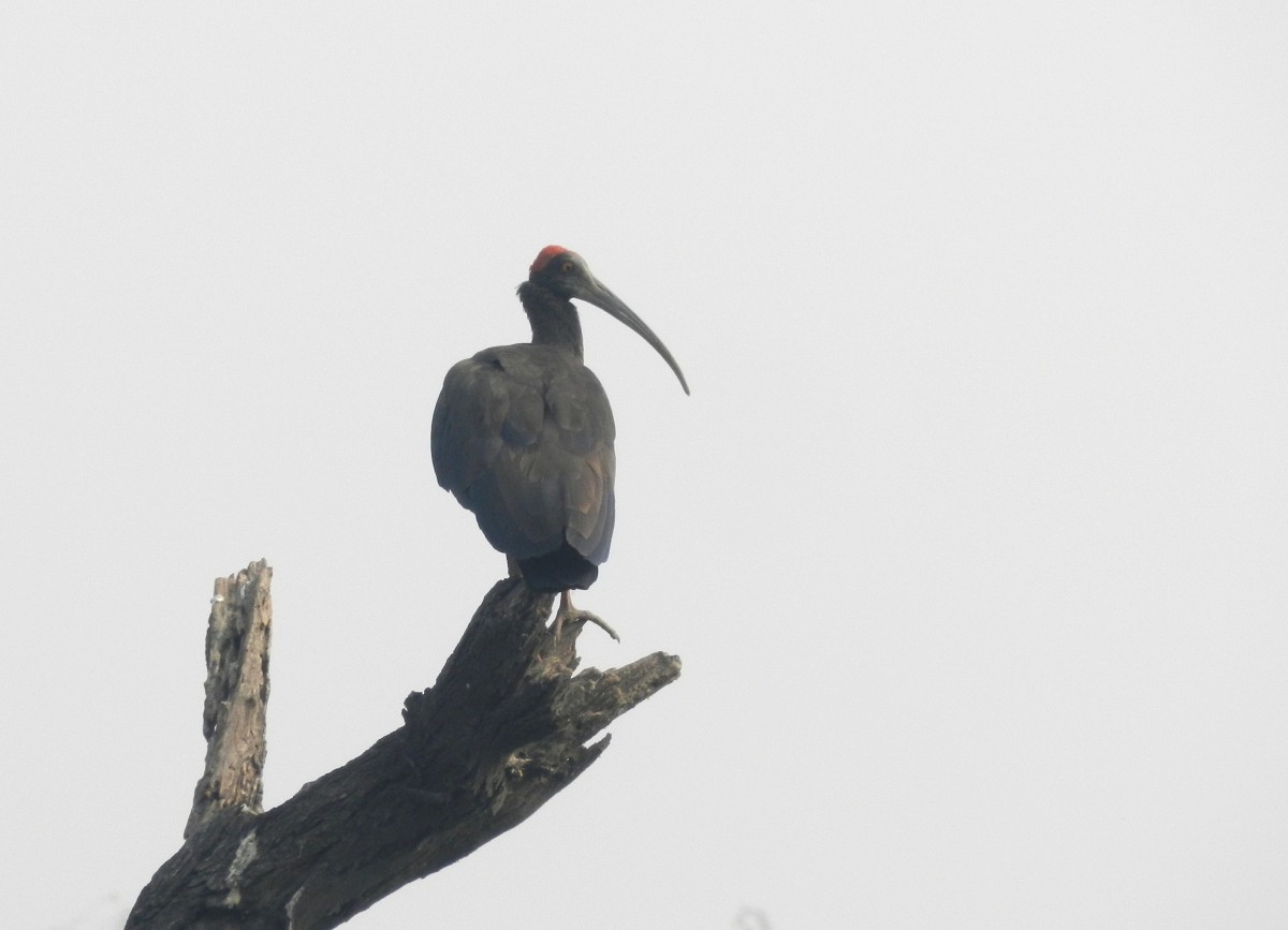 Red-naped Ibis - CHANDRA BHUSHAN