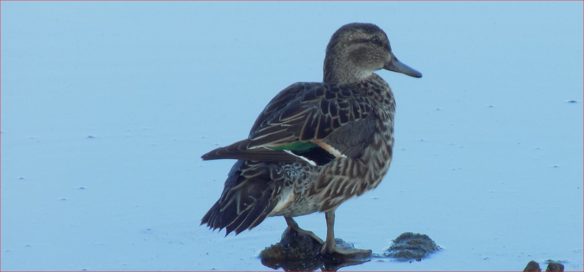 Green-winged Teal - Mikie Green