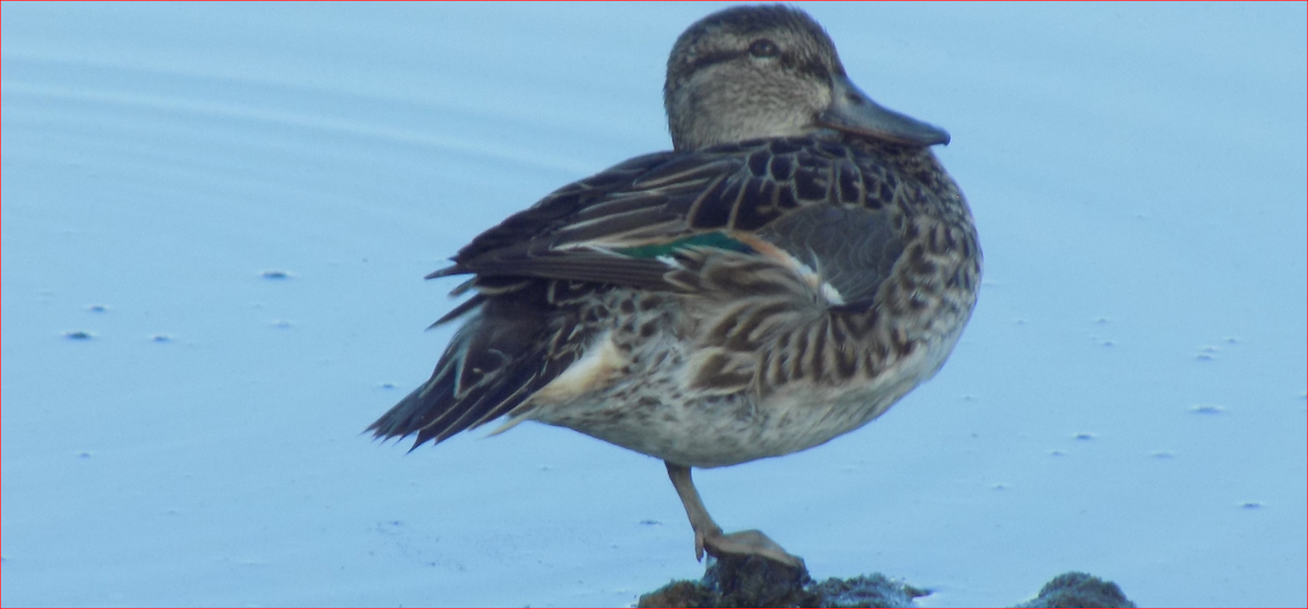 Green-winged Teal - ML79438561