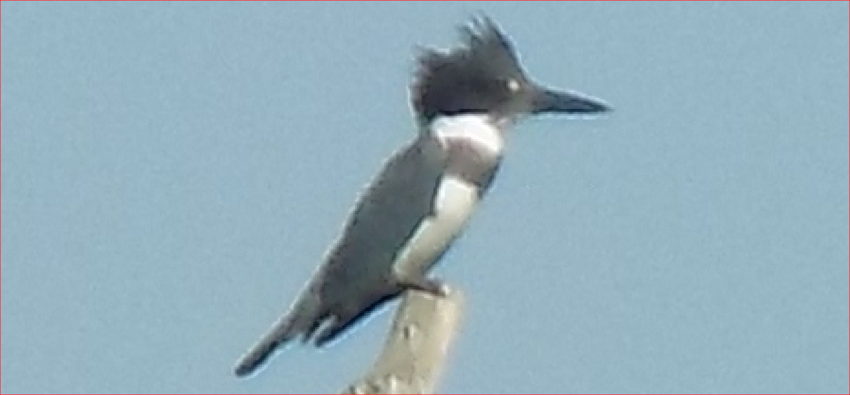 Belted Kingfisher - ML79438691