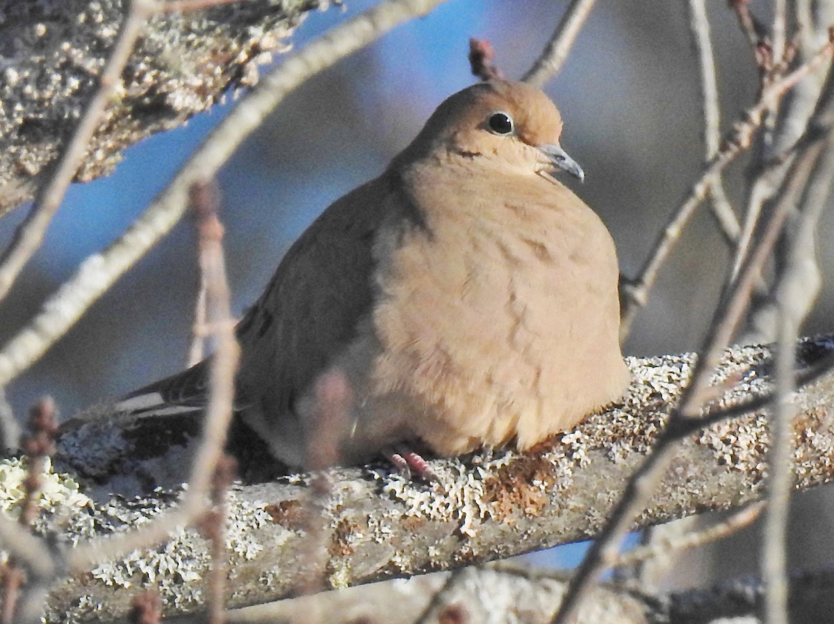 Mourning Dove - alan murray