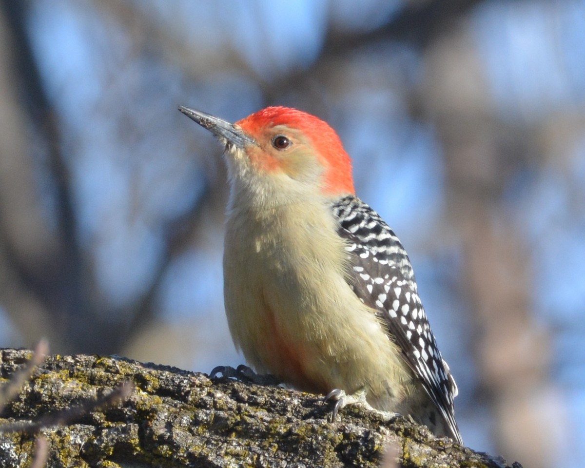 Red-bellied Woodpecker - David Kennedy