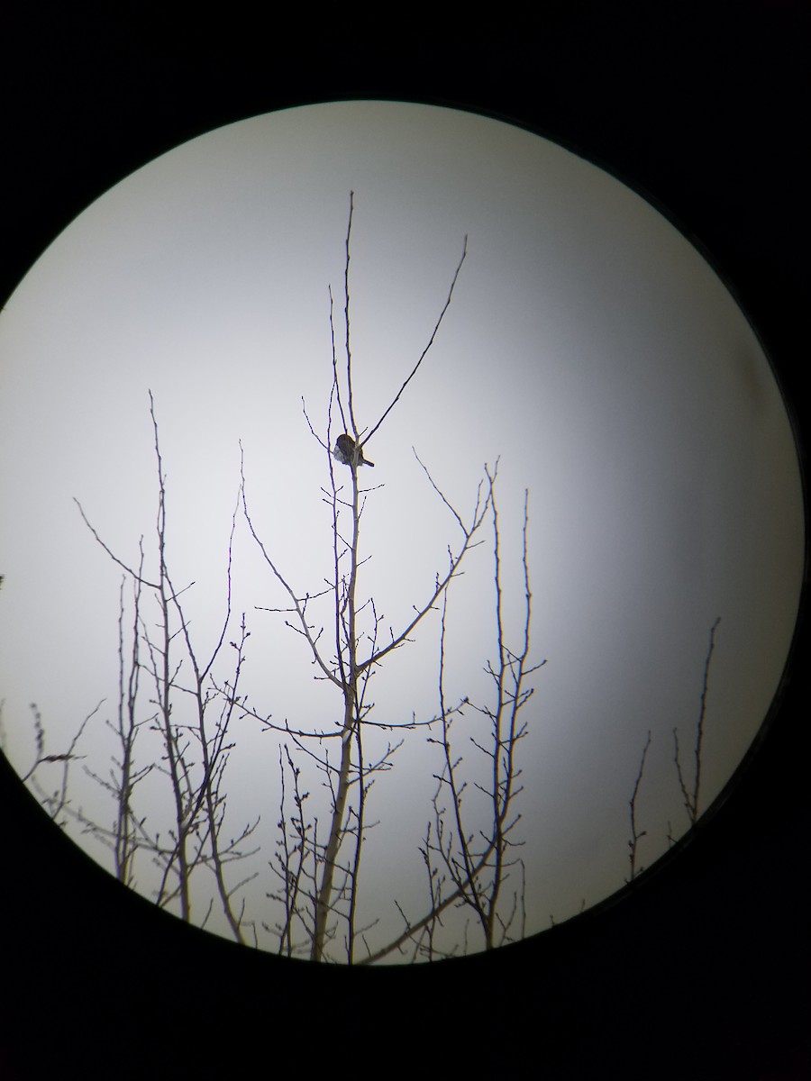 Northern Pygmy-Owl - ML79441461