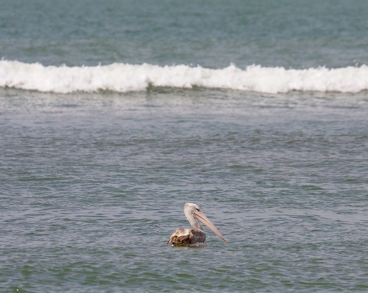 Pink-backed Pelican - ML79443391