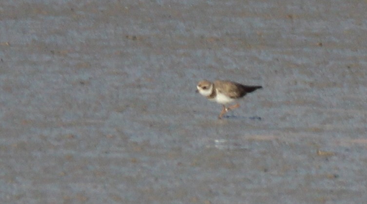 Semipalmated Plover - ML79443671