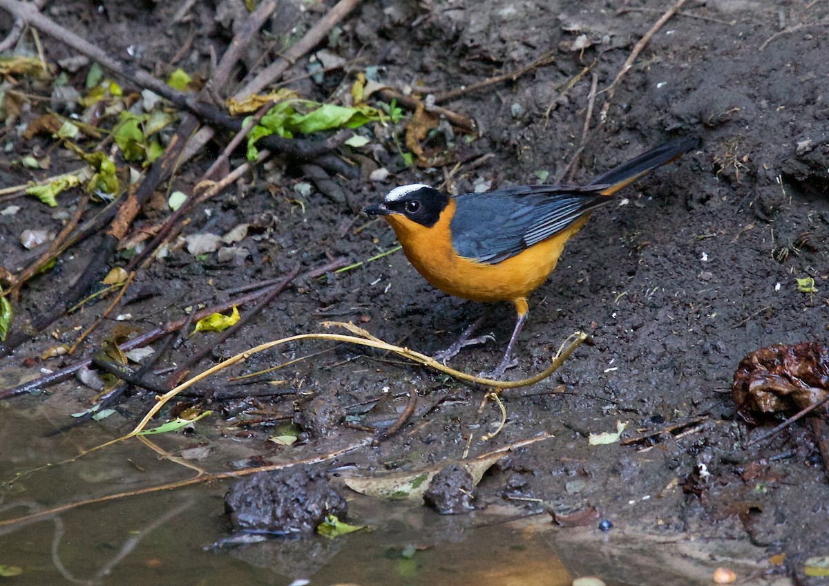 Snowy-crowned Robin-Chat - ML79445951