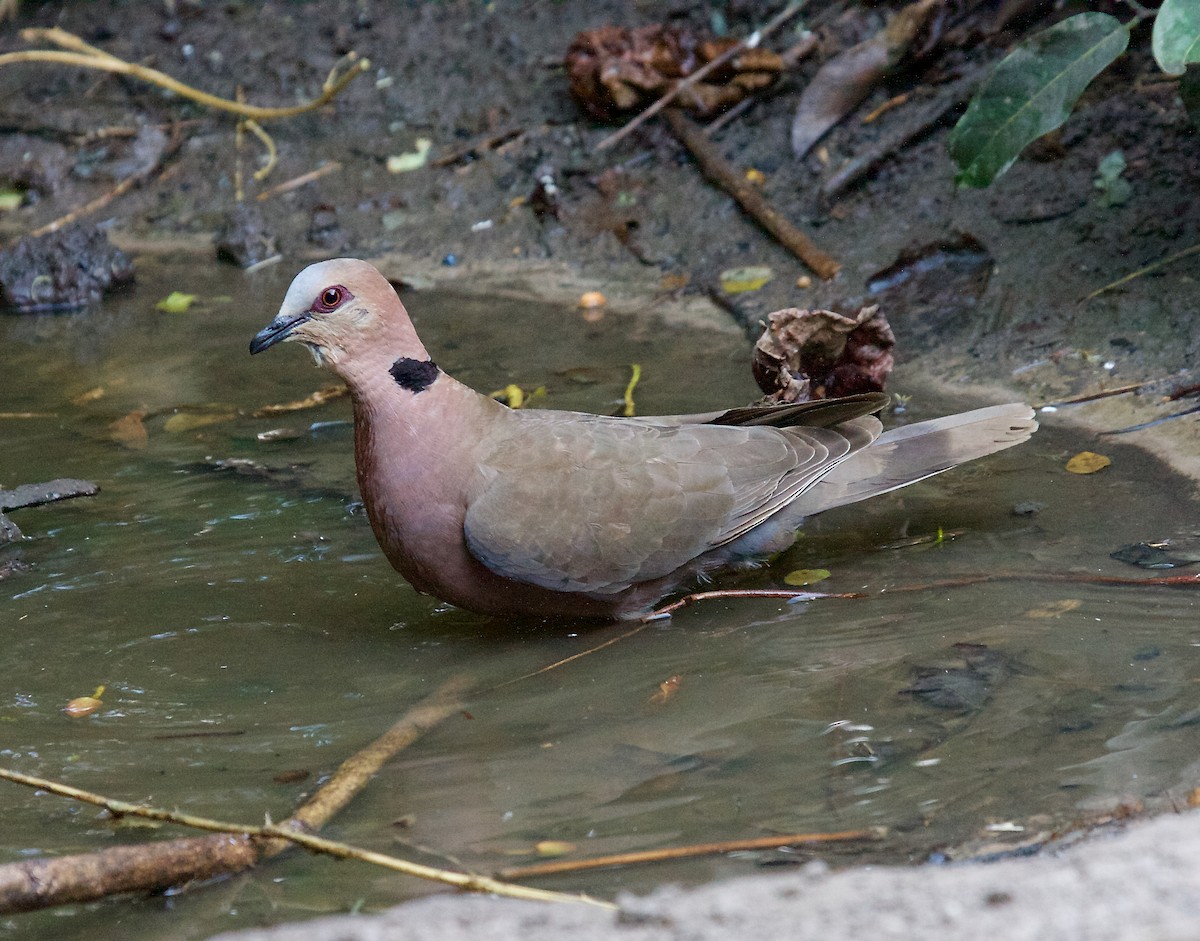 Red-eyed Dove - ML79446121