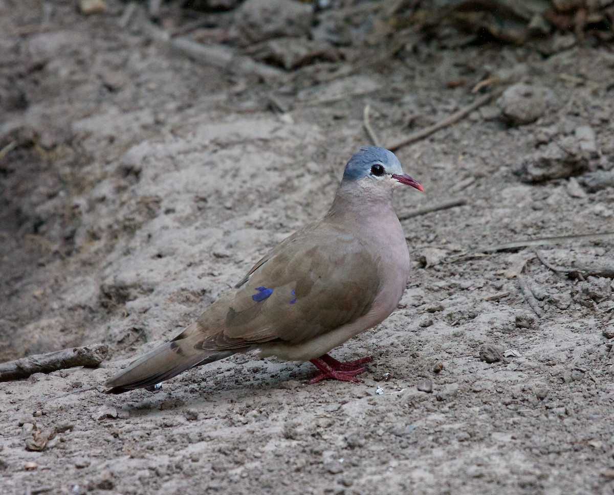Blue-spotted Wood-Dove - ML79446241