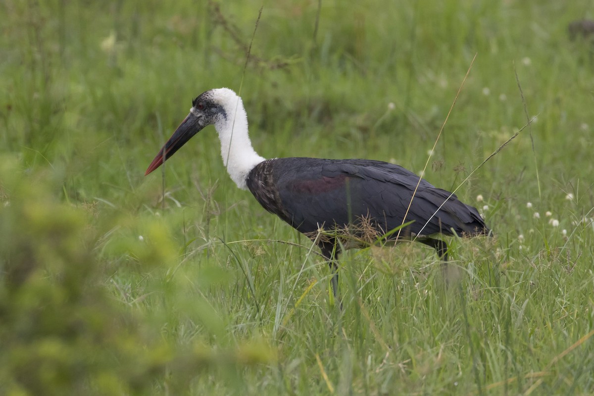 African Woolly-necked Stork - Michael Todd