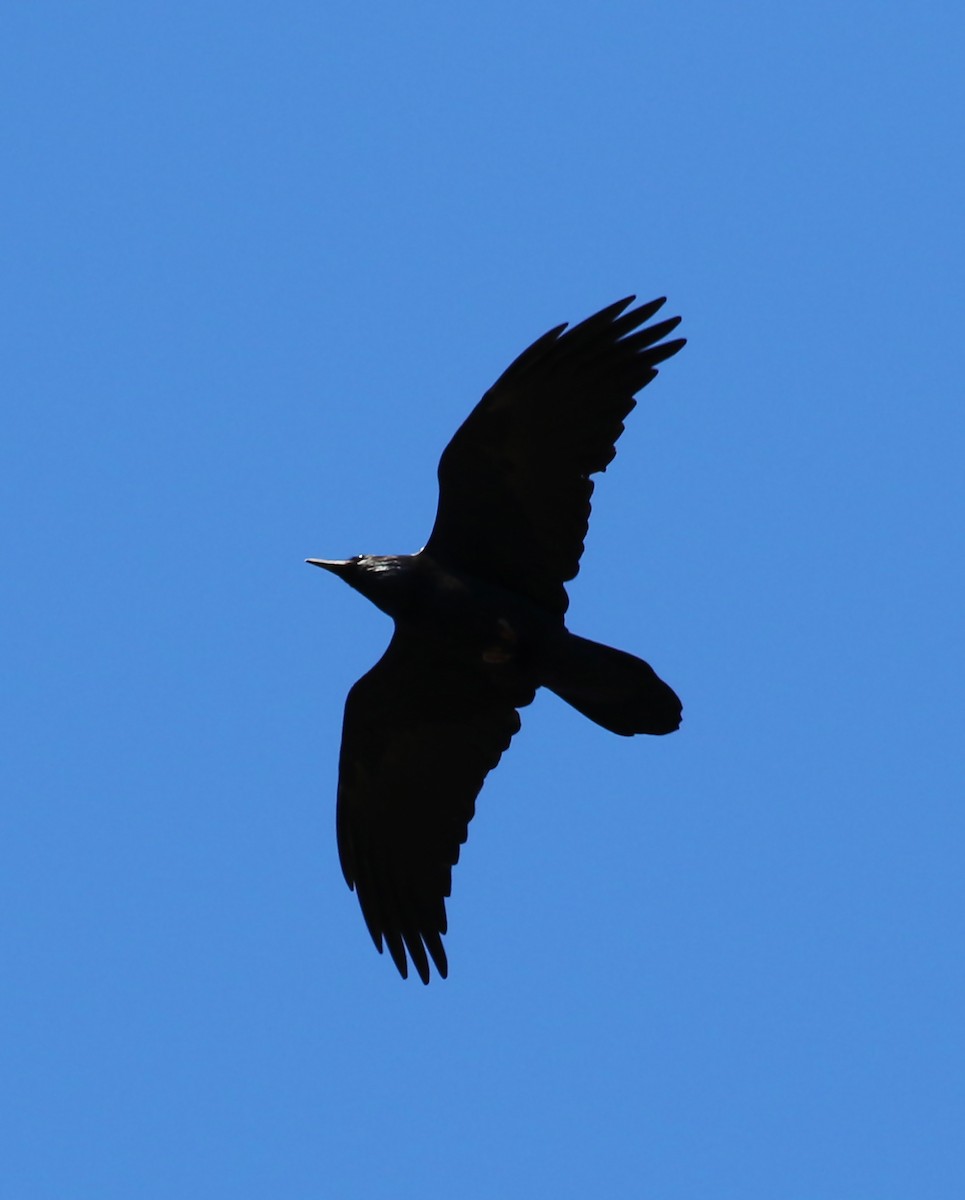 Common Raven - ML79451911