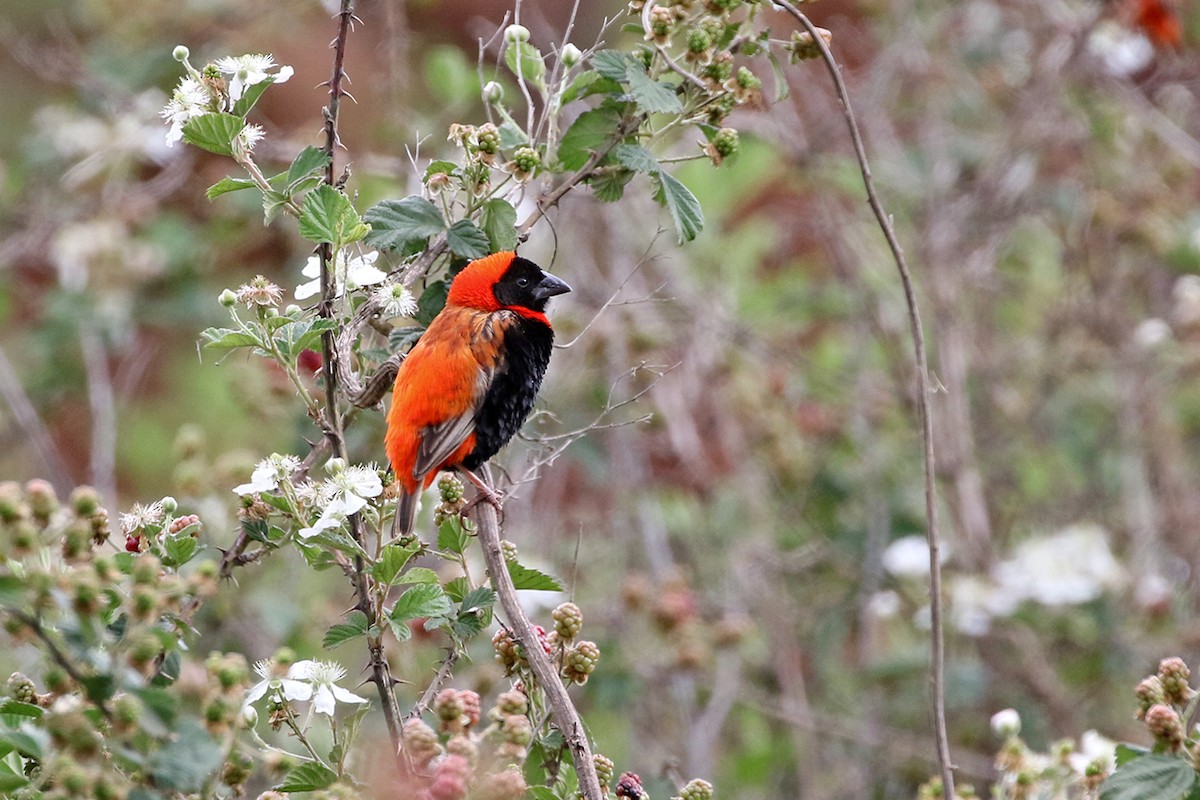 Southern Red Bishop - Charley Hesse TROPICAL BIRDING