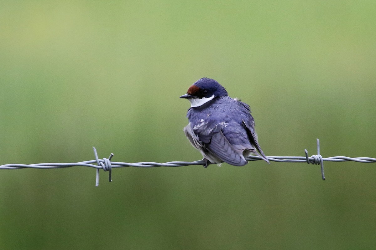 White-throated Swallow - Charley Hesse TROPICAL BIRDING