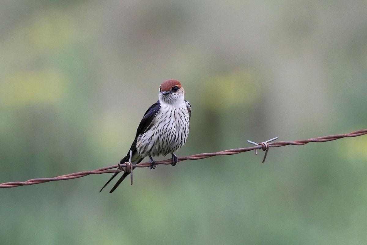 Greater Striped Swallow - Charley Hesse TROPICAL BIRDING