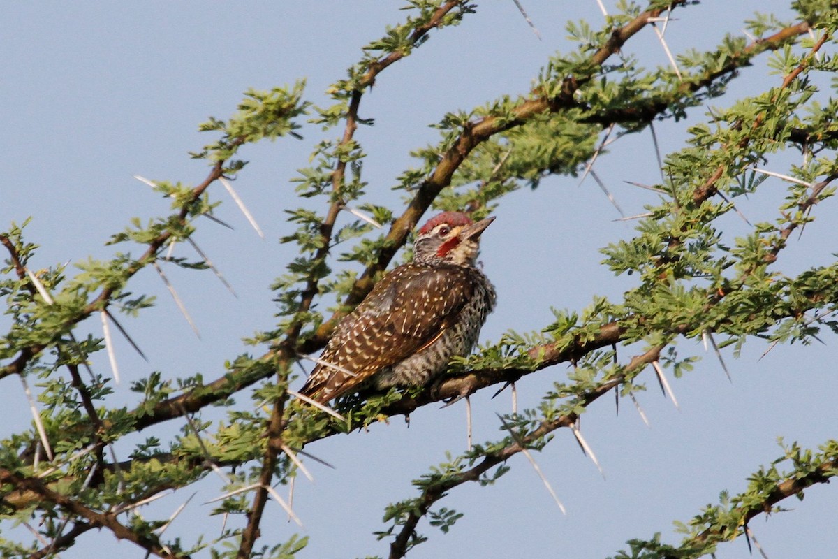 Nubian Woodpecker - ML79456031