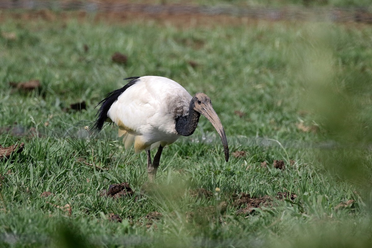 African Sacred Ibis - Charley Hesse TROPICAL BIRDING