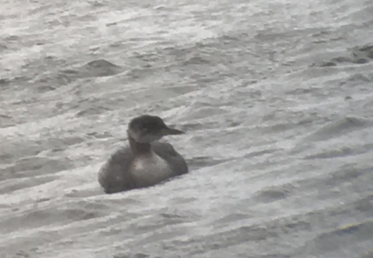 Red-necked Grebe - ML79456961