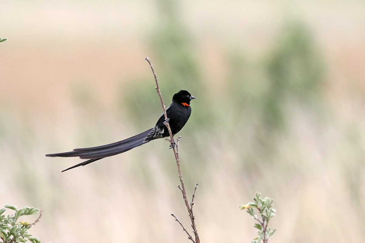 Red-collared Widowbird - Charley Hesse TROPICAL BIRDING