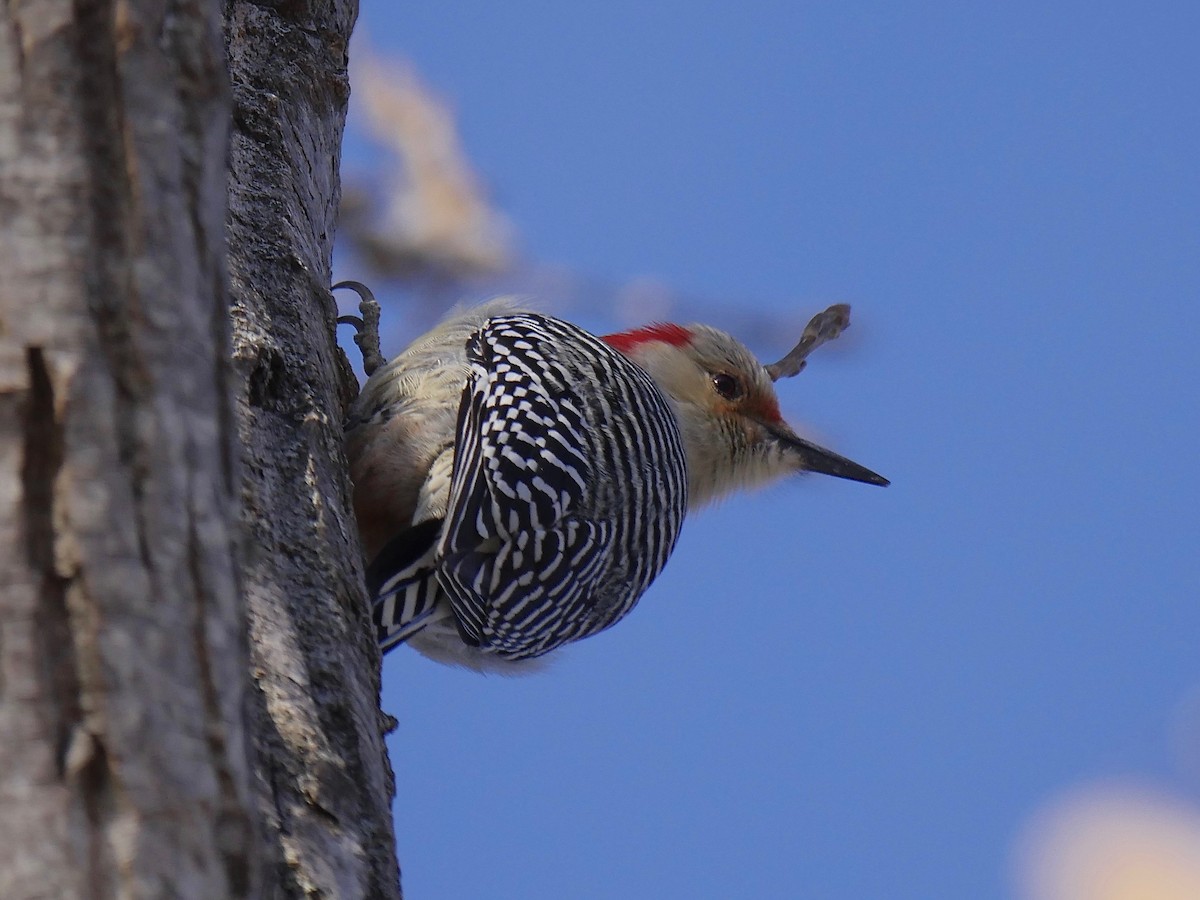 Red-bellied Woodpecker - Jeffrey Thomas