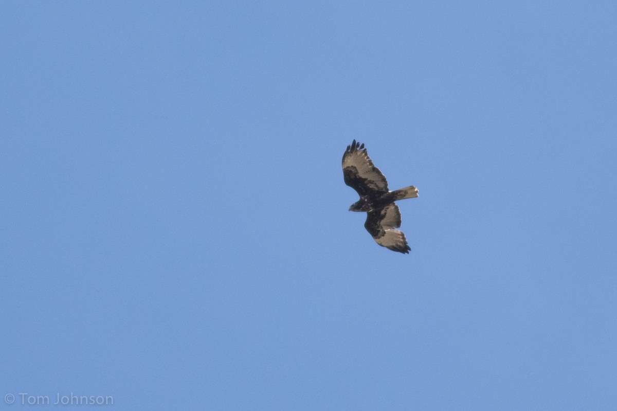Red-tailed Hawk (Harlan's) - ML79458291