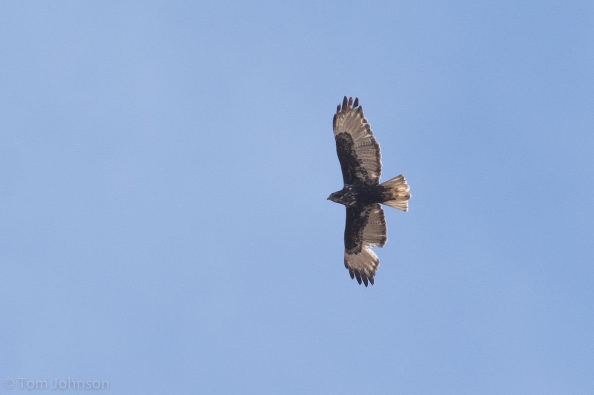 Red-tailed Hawk (Harlan's) - ML79458301