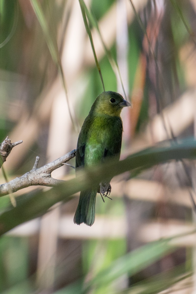 Painted Bunting - ML79458511