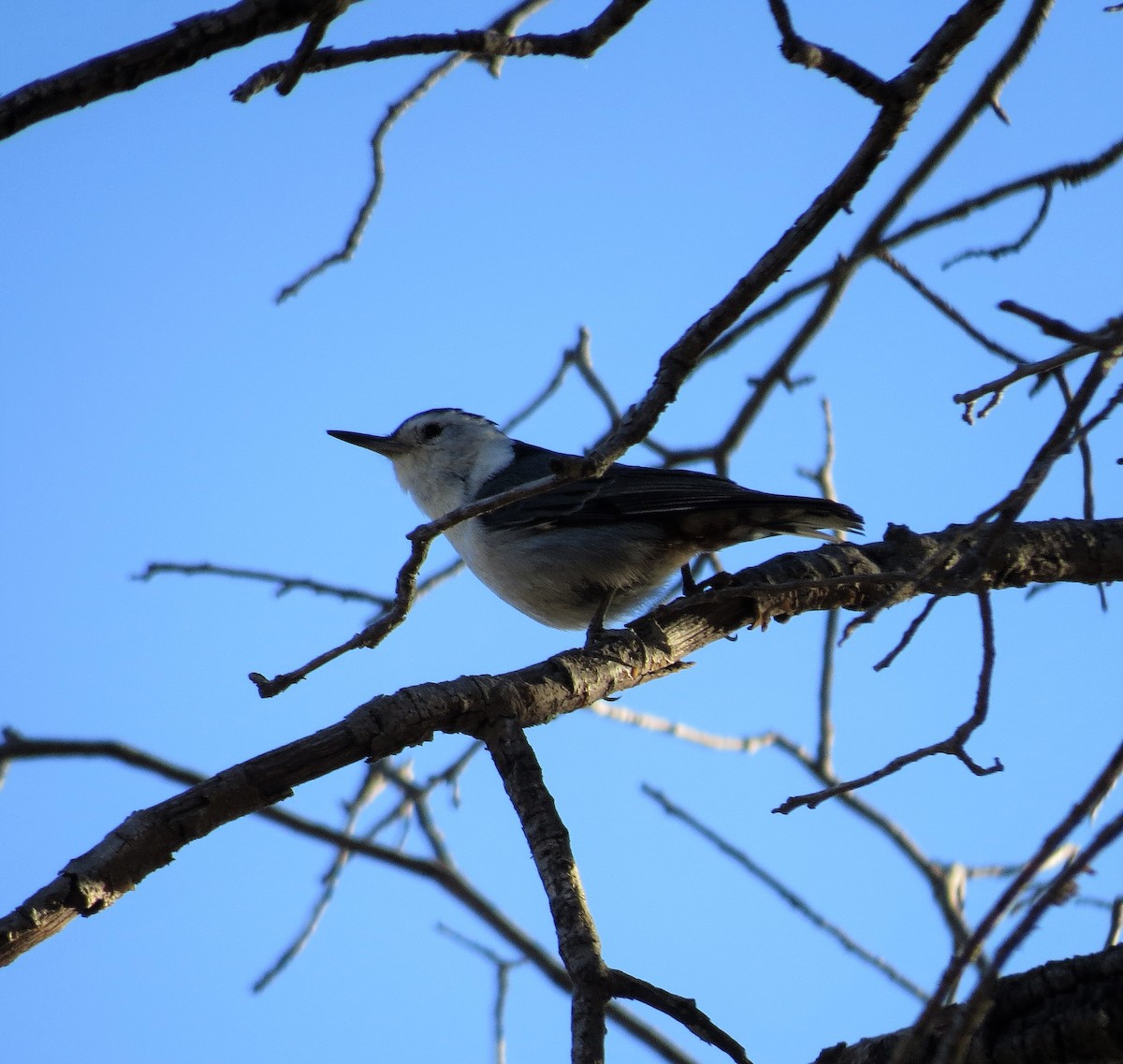 White-breasted Nuthatch - ML79459041