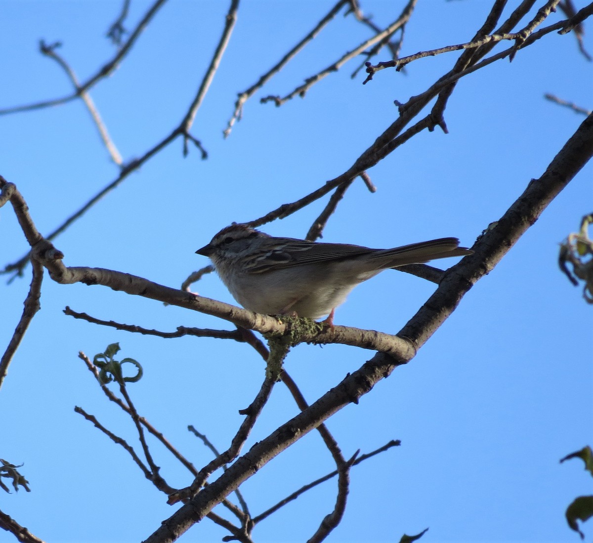Chipping Sparrow - ML79459121