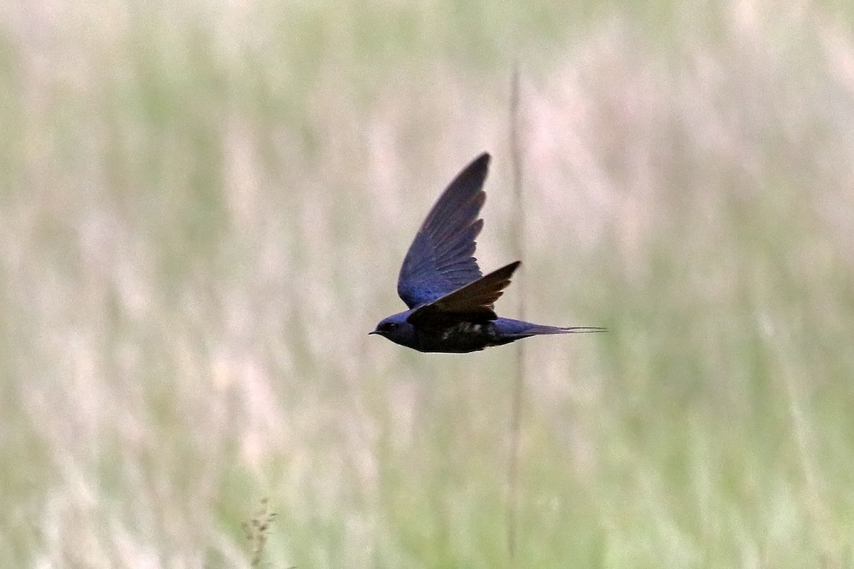 Montane Blue Swallow - Charley Hesse TROPICAL BIRDING