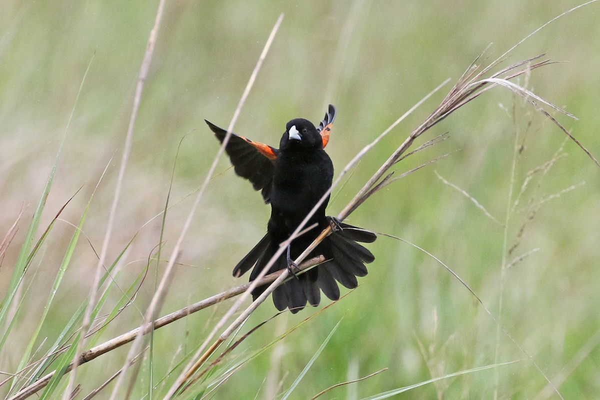 Fan-tailed Widowbird - Charley Hesse TROPICAL BIRDING