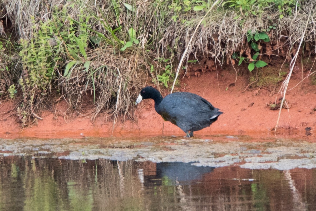 American Coot (Red-shielded) - ML79461271