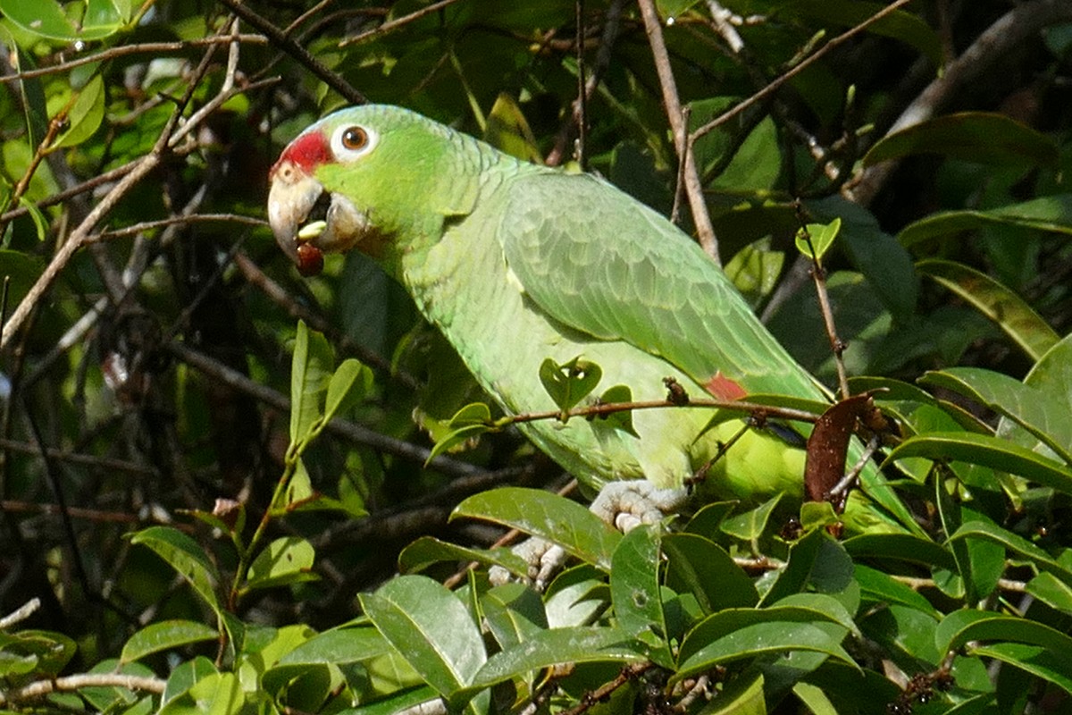 Red-lored Parrot - ML79462041