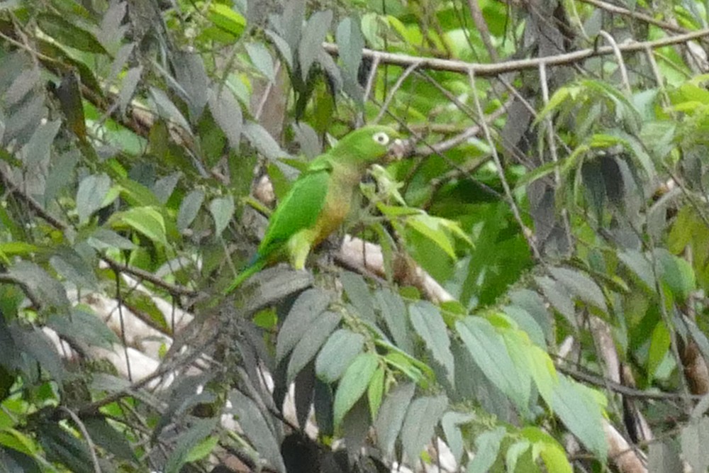 Olive-throated Parakeet - ML79464861