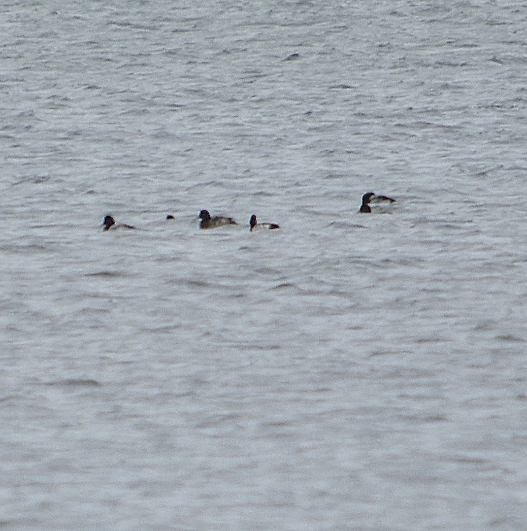 Greater Scaup - ML79467271