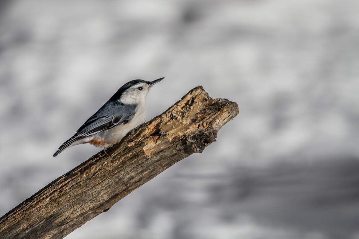White-breasted Nuthatch - ML79468461