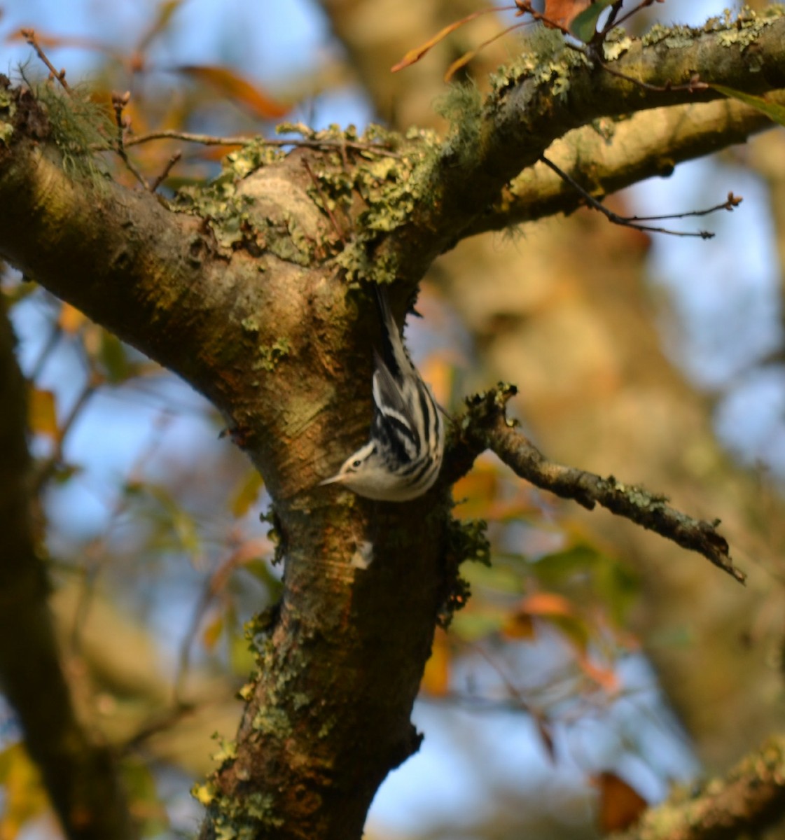 Black-and-white Warbler - Andrew Partin