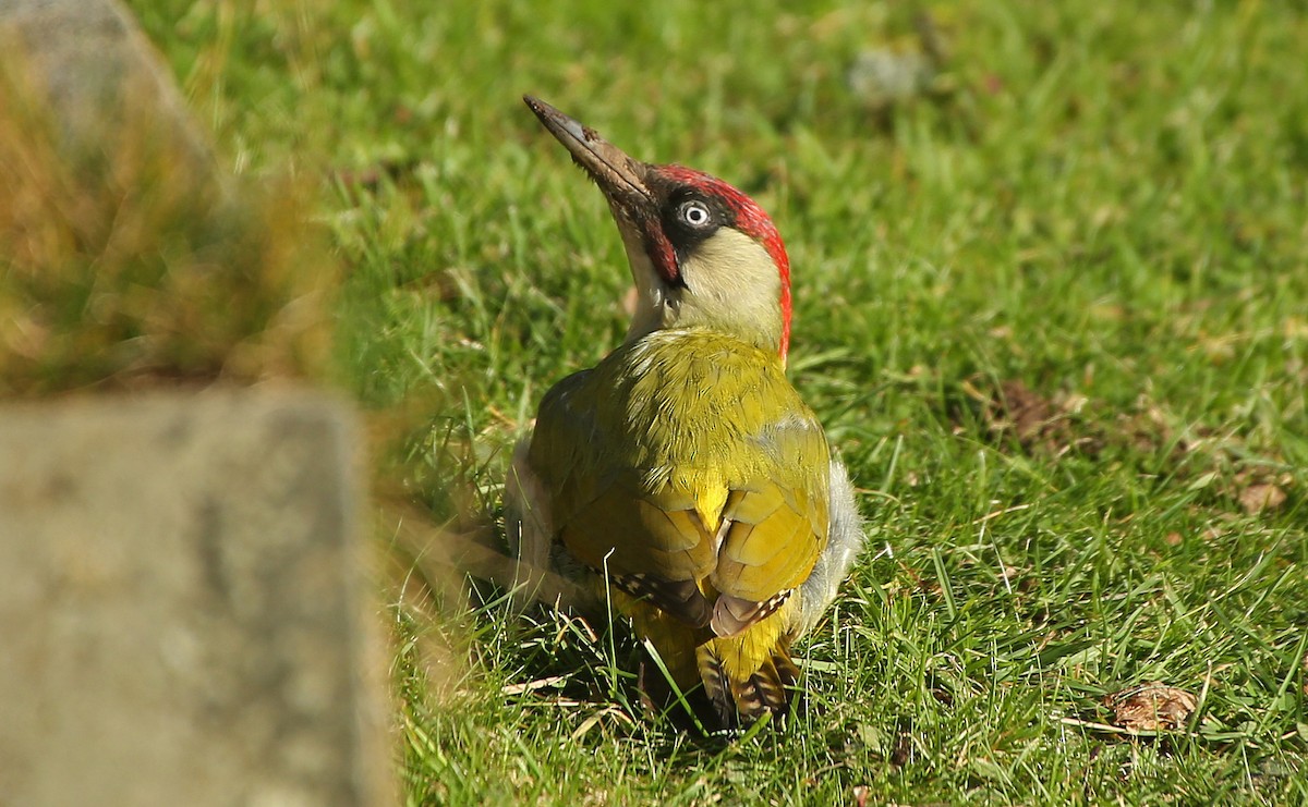 Eurasian Green Woodpecker - ML79469781