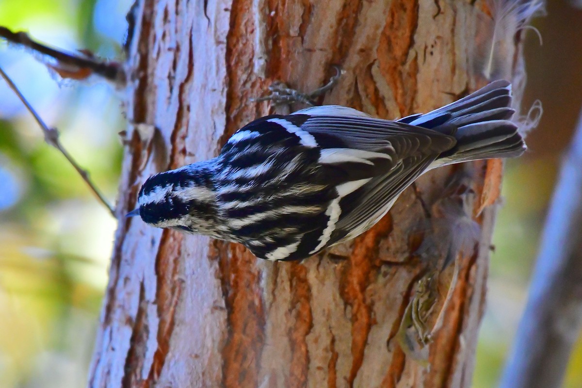 Black-and-white Warbler - ML79471451
