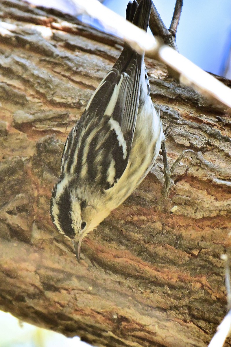 Black-and-white Warbler - ML79471471