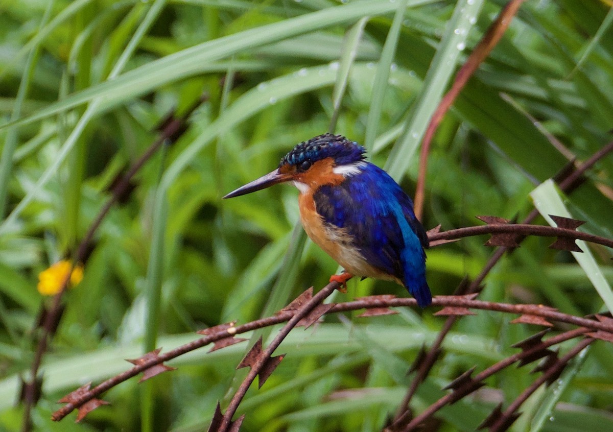 Malagasy Kingfisher - ML79472451