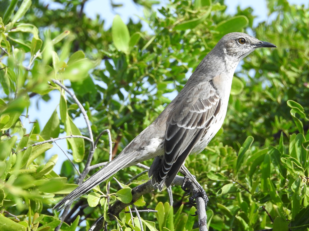 Bahama Mockingbird - Richard A Fischer Sr.