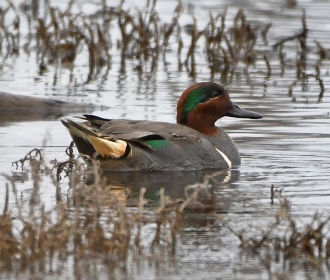 Green-winged Teal - MJ OnWhidbey
